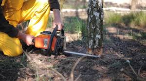 Best Arborist Consultation Services  in Fair Lakes, VA