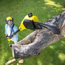 Best Tree Disease Treatment  in Fair Lakes, VA