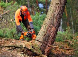 Best Tree Preservation Services  in Fair Lakes, VA