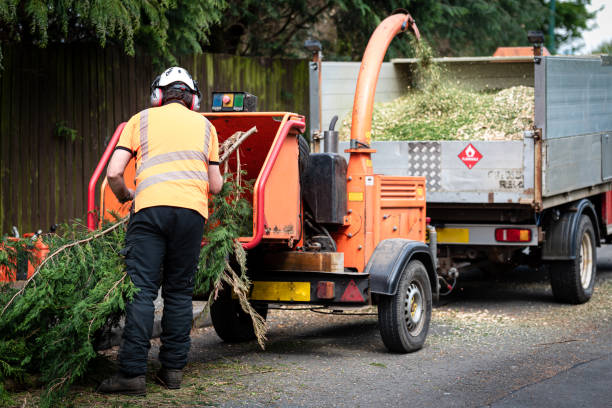 Best Lawn Disease Treatment  in Fair Lakes, VA