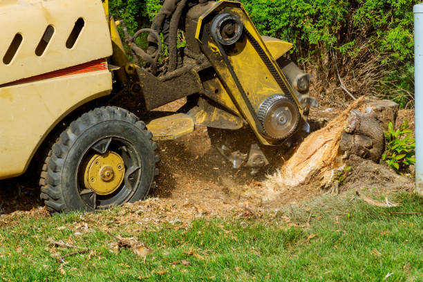 How Our Tree Care Process Works  in  Fair Lakes, VA