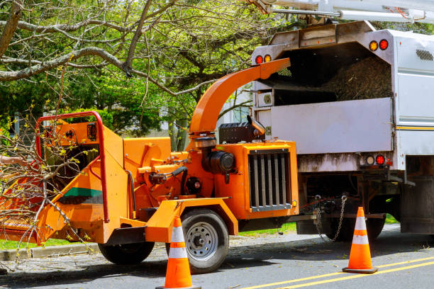 Best Fruit Tree Pruning  in Fair Lakes, VA