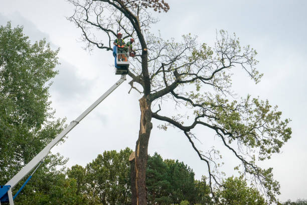 Best Firewood Processing and Delivery  in Fair Lakes, VA