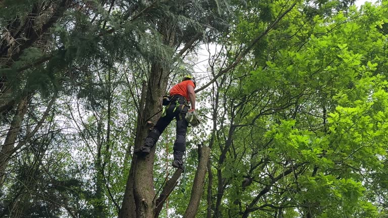 Best Tree Trimming and Pruning  in Fair Lakes, VA