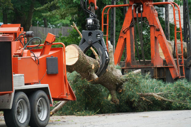 Reliable Fair Lakes, VA Tree Services Solutions