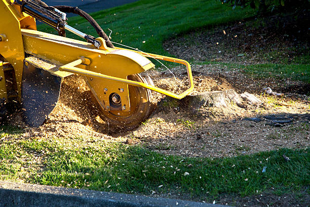 Best Commercial Tree Services  in Fair Lakes, VA