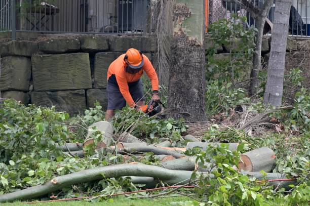 Best Hazardous Tree Removal  in Fair Lakes, VA