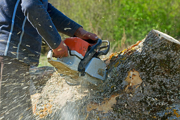 Best Palm Tree Trimming  in Fair Lakes, VA
